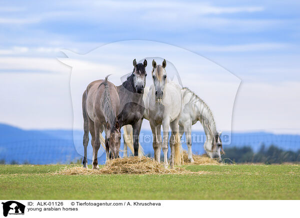 junge Araber / young arabian horses / ALK-01126