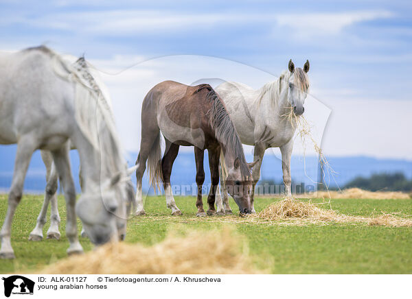 junge Araber / young arabian horses / ALK-01127