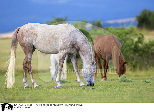 Araber Schimmel / arabian horse / ALK-01128