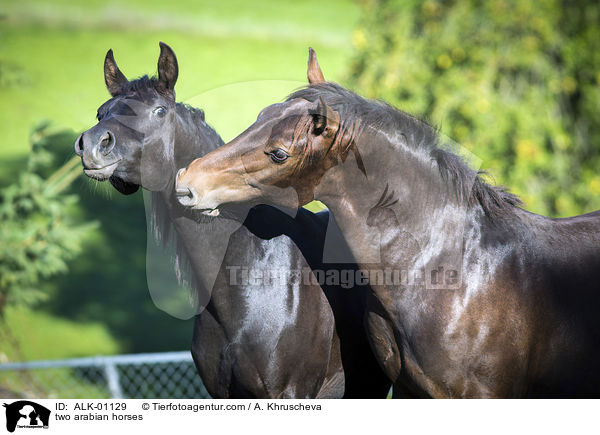 zwei Araber / two arabian horses / ALK-01129