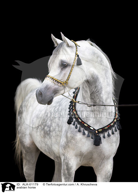 arabian horse / ALK-01179