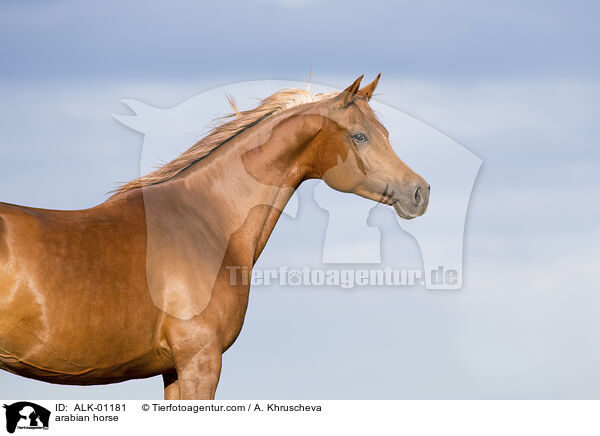 arabian horse / ALK-01181