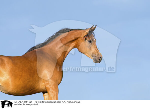 arabian horse portrait / ALK-01182