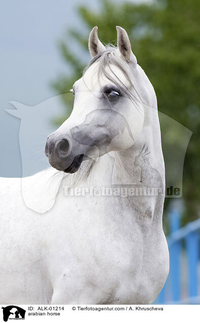 arabian horse / ALK-01214