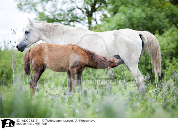 Araber Stute mit Fohlen / arabian mare with foal / ALK-01215