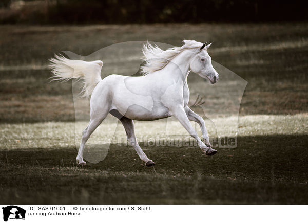 rennender Araber / running Arabian Horse / SAS-01001