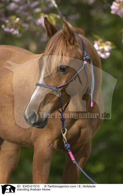 stehender Araber / standing Arabian Horse / EHO-01513