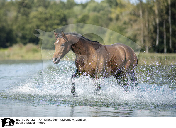 trabender Araber / trotting arabian horse / VJ-02422
