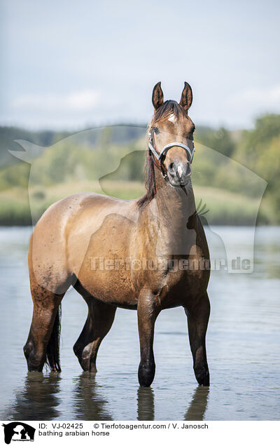 badender Araber / bathing arabian horse / VJ-02425