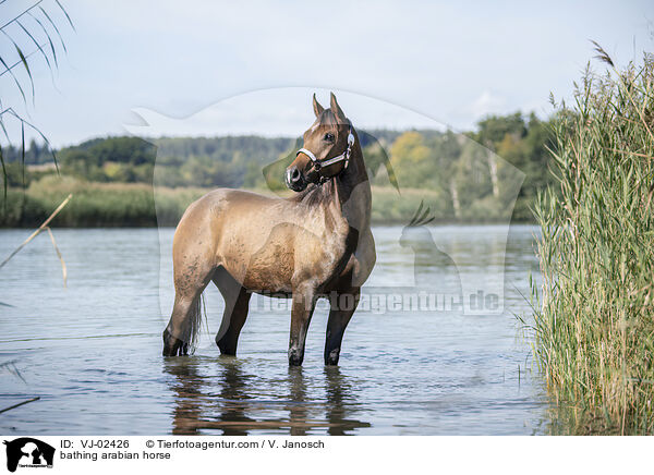badender Araber / bathing arabian horse / VJ-02426