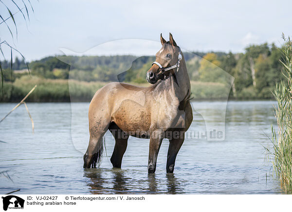 badender Araber / bathing arabian horse / VJ-02427