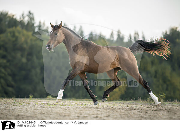 trabender Araber / trotting arabian horse / VJ-02445
