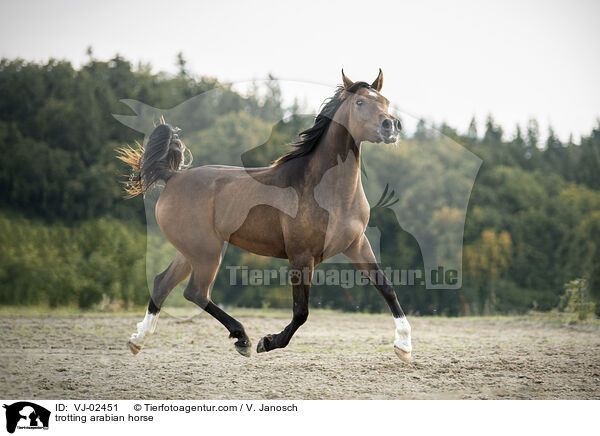 trabender Araber / trotting arabian horse / VJ-02451