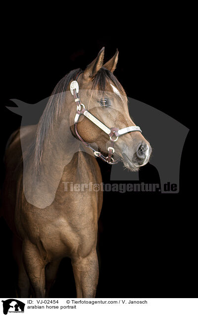 Araber Portrait / arabian horse portrait / VJ-02454
