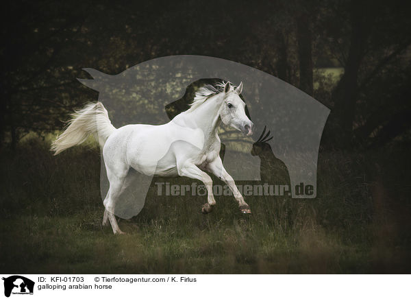 galloping arabian horse / KFI-01703