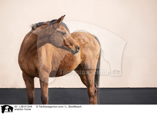 arabian horse / LIB-01246