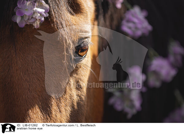 Araber Auge / arabian horse eye / LIB-01282