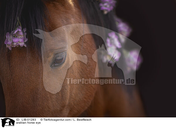 Araber Auge / arabian horse eye / LIB-01283