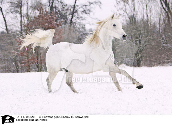 galloping arabian horse / HS-01320