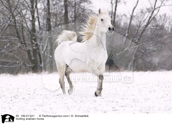 trotting arabian horse / HS-01321