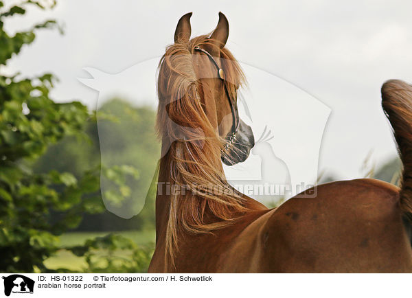 Araber Portrait / arabian horse portrait / HS-01322