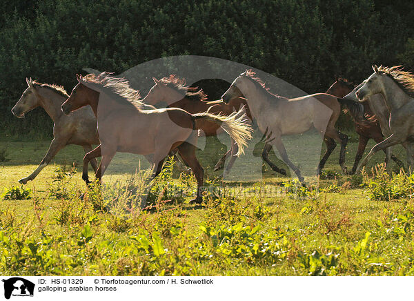 galoppierede Araber / galloping arabian horses / HS-01329