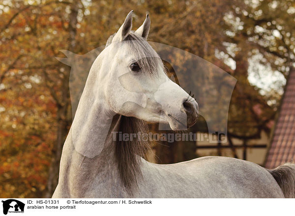 Araber Portrait / arabian horse portrait / HS-01331