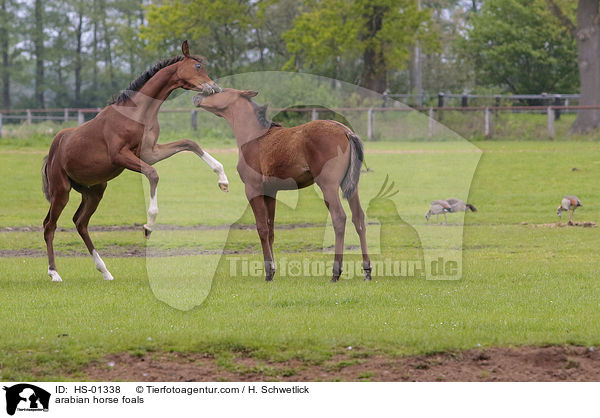 arabian horse foals / HS-01338