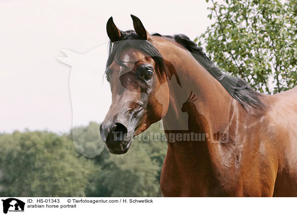 arabian horse portrait / HS-01343