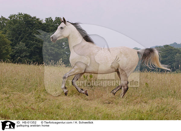 galloping arabian horse / HS-01352