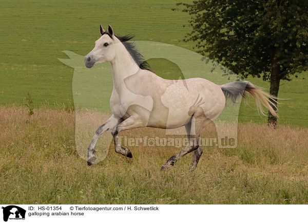 galoppierender Araber / galloping arabian horse / HS-01354