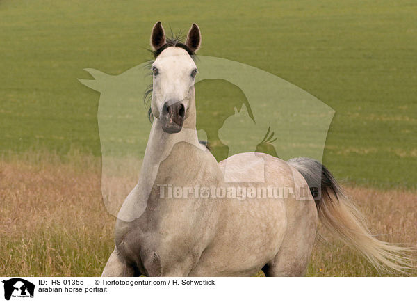 Araber Portrait / arabian horse portrait / HS-01355