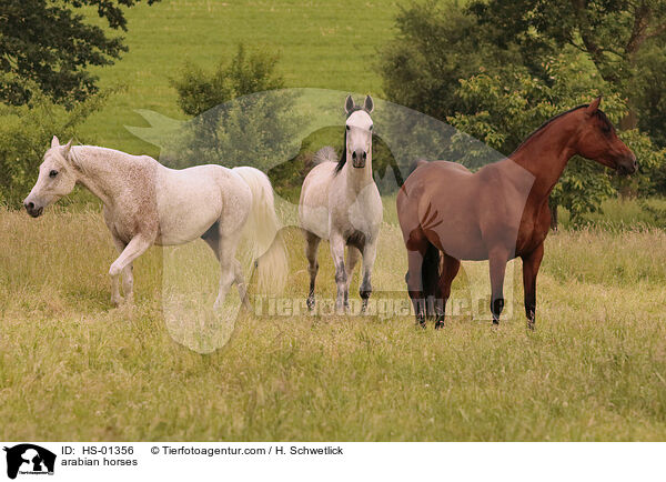 Araber / arabian horses / HS-01356