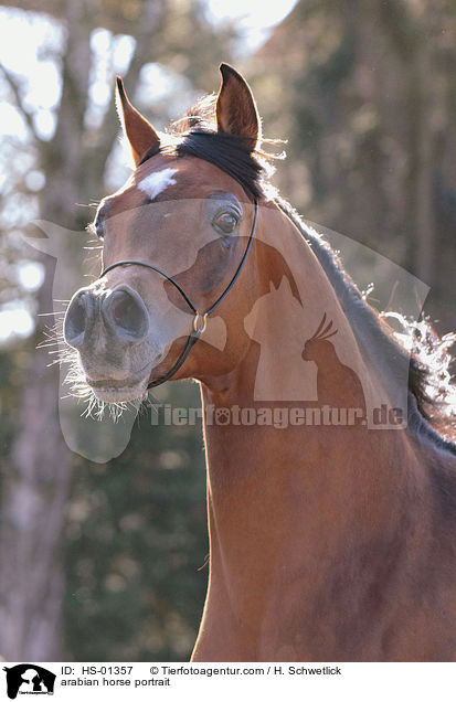 Araber Portrait / arabian horse portrait / HS-01357
