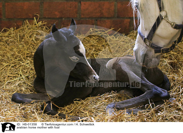 Araber Mutter mit Fohlen / arabian horse mother with foal / HS-01358
