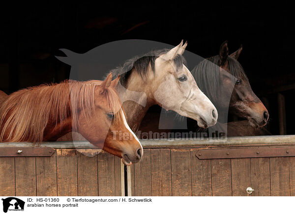 arabian horses portrait / HS-01360