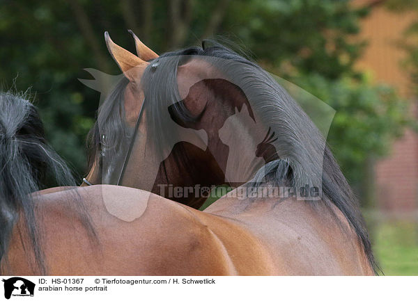 arabian horse portrait / HS-01367