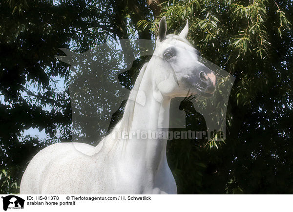 arabian horse portrait / HS-01378