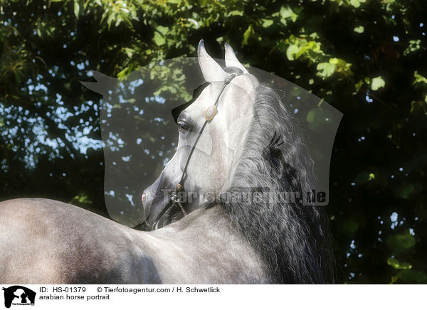 Araber Portrait / arabian horse portrait / HS-01379