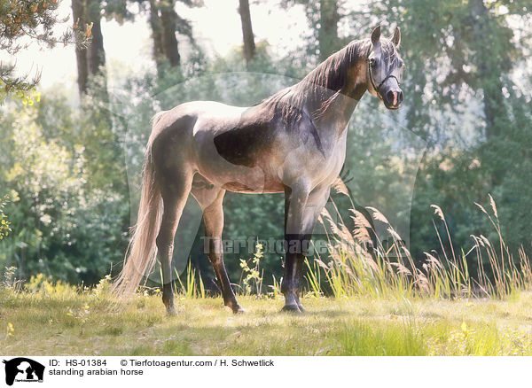 standing arabian horse / HS-01384