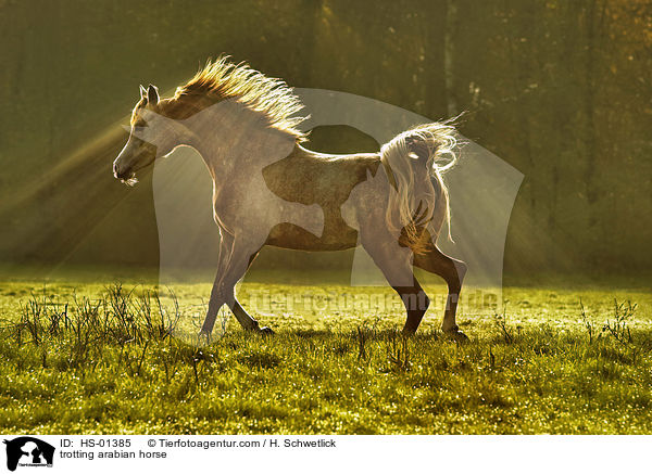 trabender Araber Portrait / trotting arabian horse / HS-01385