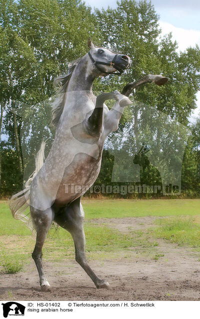 steigender Araber / rising arabian horse / HS-01402