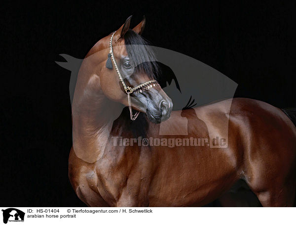 arabian horse portrait / HS-01404
