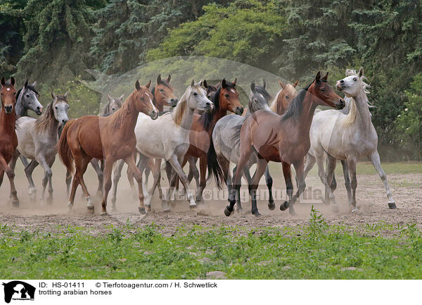 trabende Araber / trotting arabian horses / HS-01411