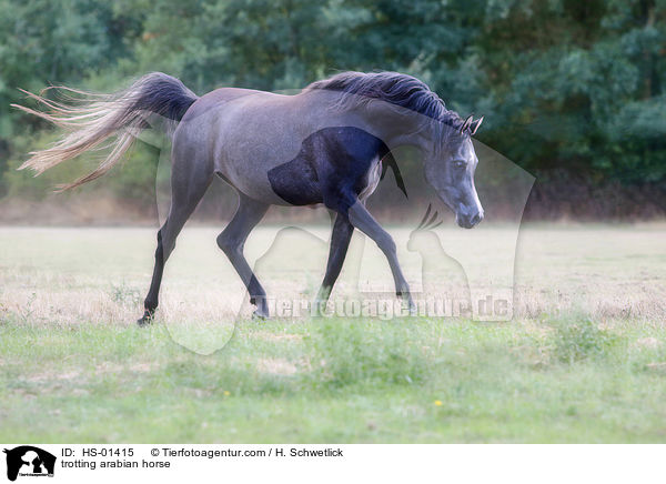trotting arabian horse / HS-01415