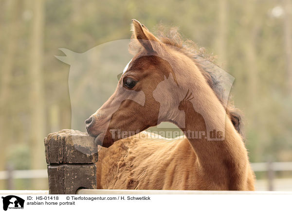 Araber Portrait / arabian horse portrait / HS-01418