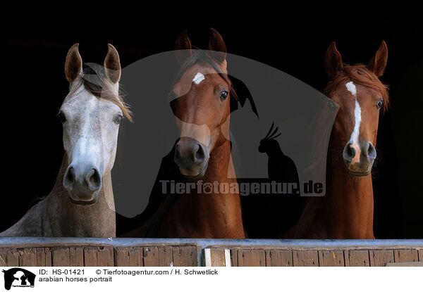 Araber Portrait / arabian horses portrait / HS-01421
