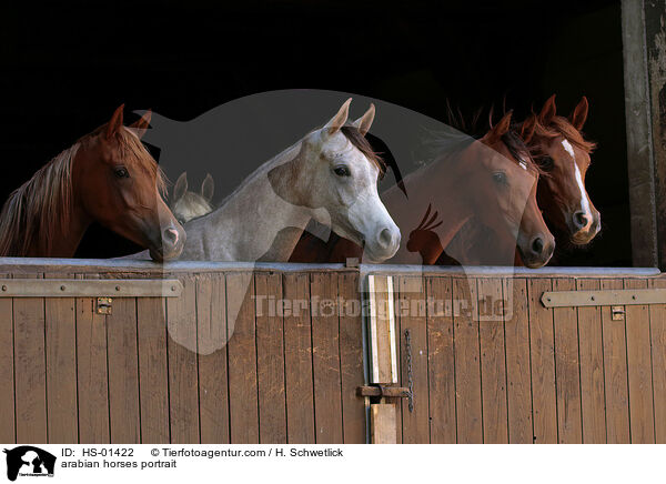 Araber Portrait / arabian horses portrait / HS-01422