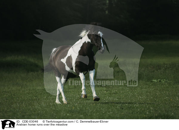 Arabian horse runs over the meadow / CDE-03046