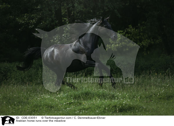 Araber rennt ber die Weide / Arabian horse runs over the meadow / CDE-03051